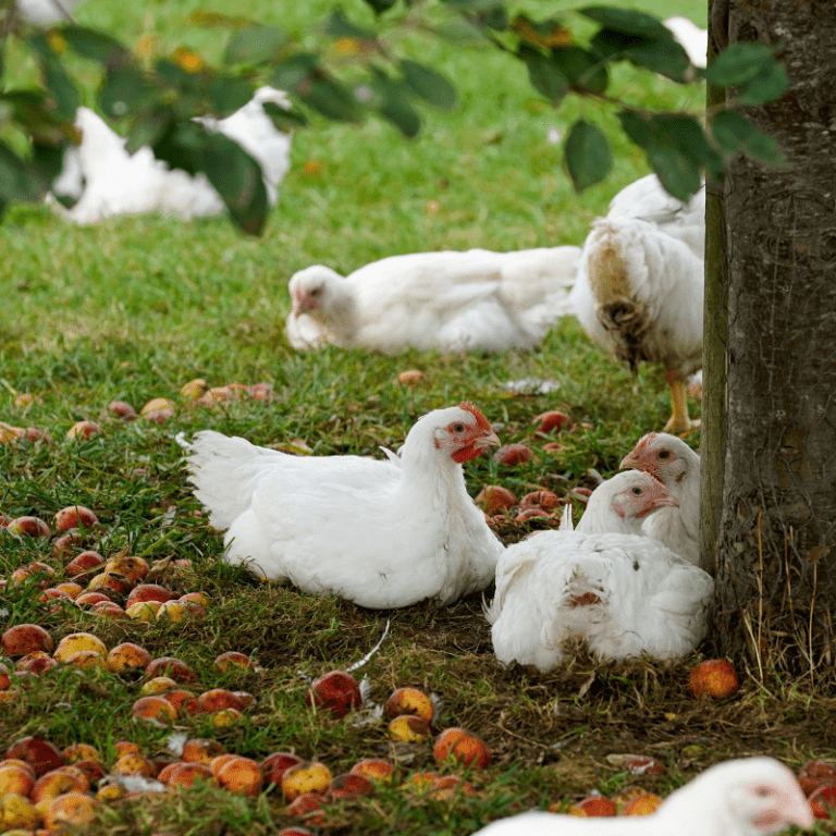 Organic Chicken Carcasses - Primal Meats