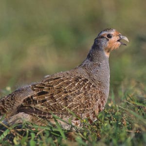 Oven ready partridge