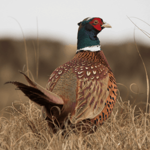 Oven-ready Pheasant