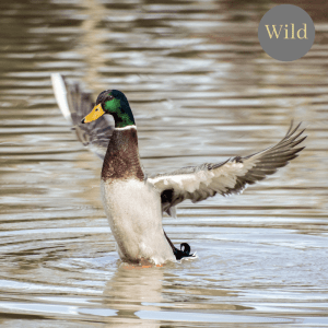 mallard