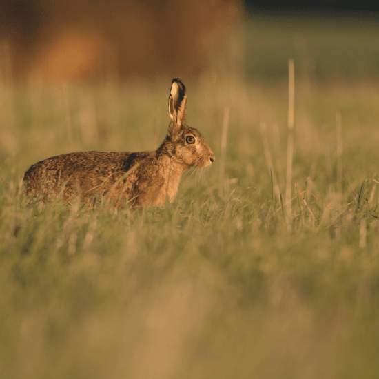 wild rabbit