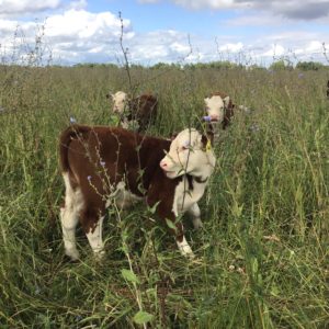 Eastington Estate Herefords and chicory