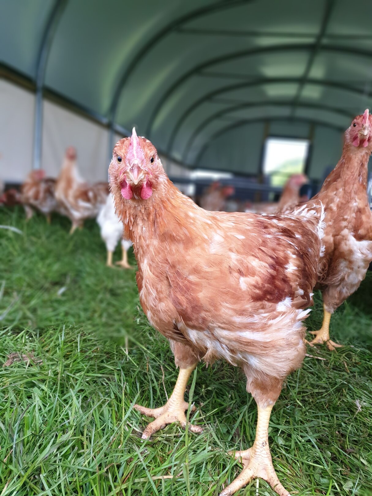 redwoods chicken tractors