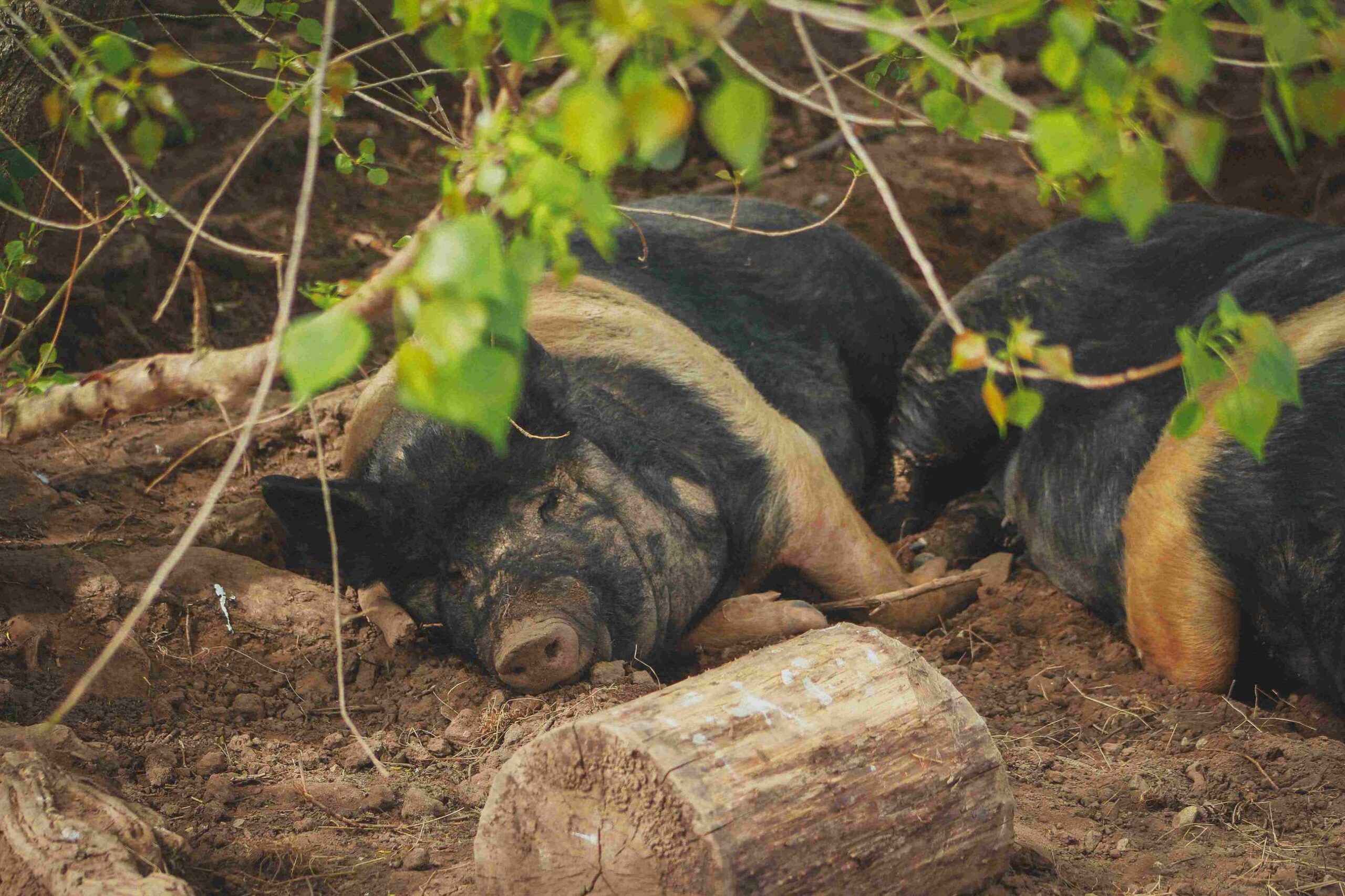 Hampshire pigs snoozing
