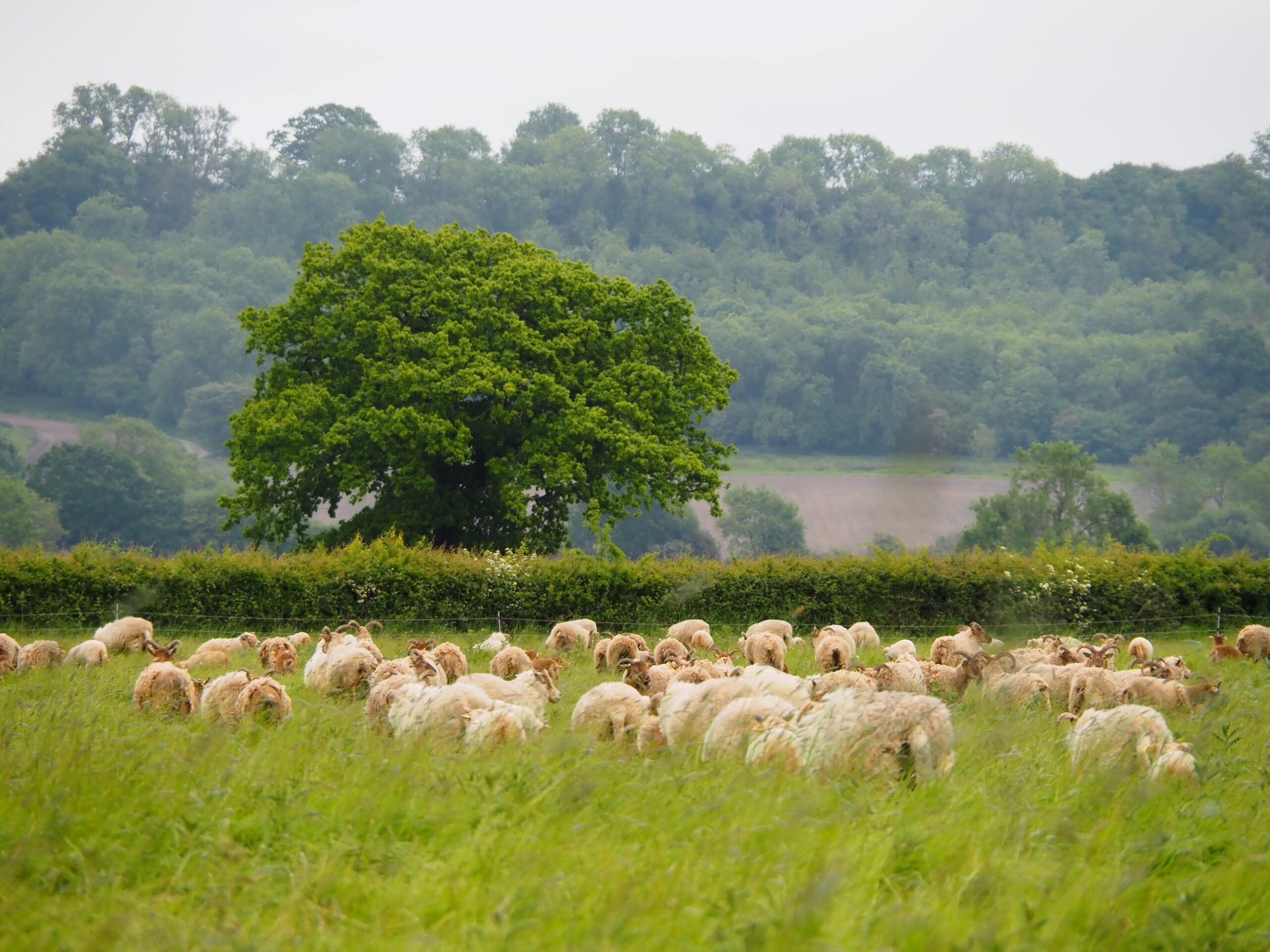 Castle Morrit sheep grazing2